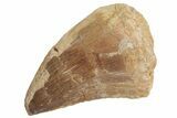 Fossil Mosasaur (Prognathodon) Tooth - Morocco #217015-1